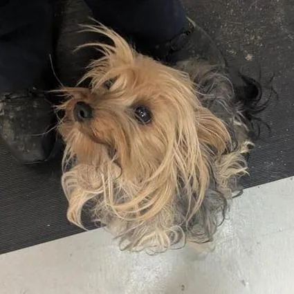 A young small-sized female Yellow / Tan / Blond / Fawn Yorkshire Terrier dog named Precious for adoption in Tacoma, WA