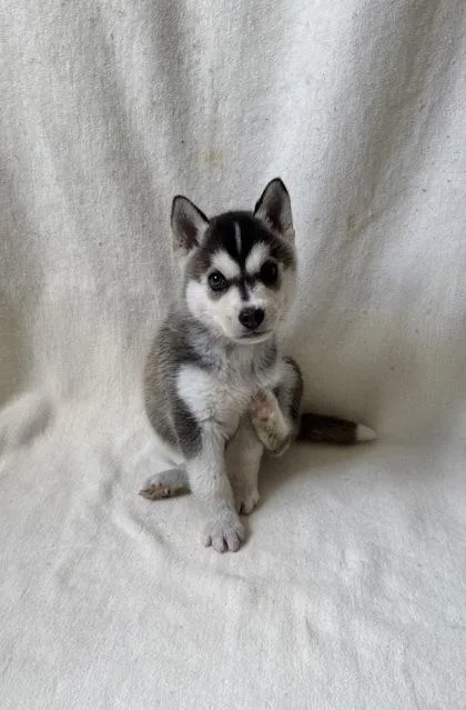 A young large-sized male Siberian Husky dog named Oliver for adoption in Buffalo, MN