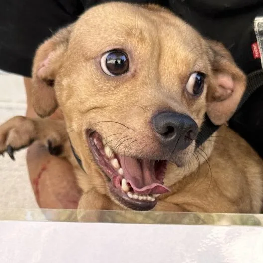 An adult small-sized male Yellow / Tan / Blond / Fawn Chihuahua dog named Bobby for adoption in San Gabriel, CA