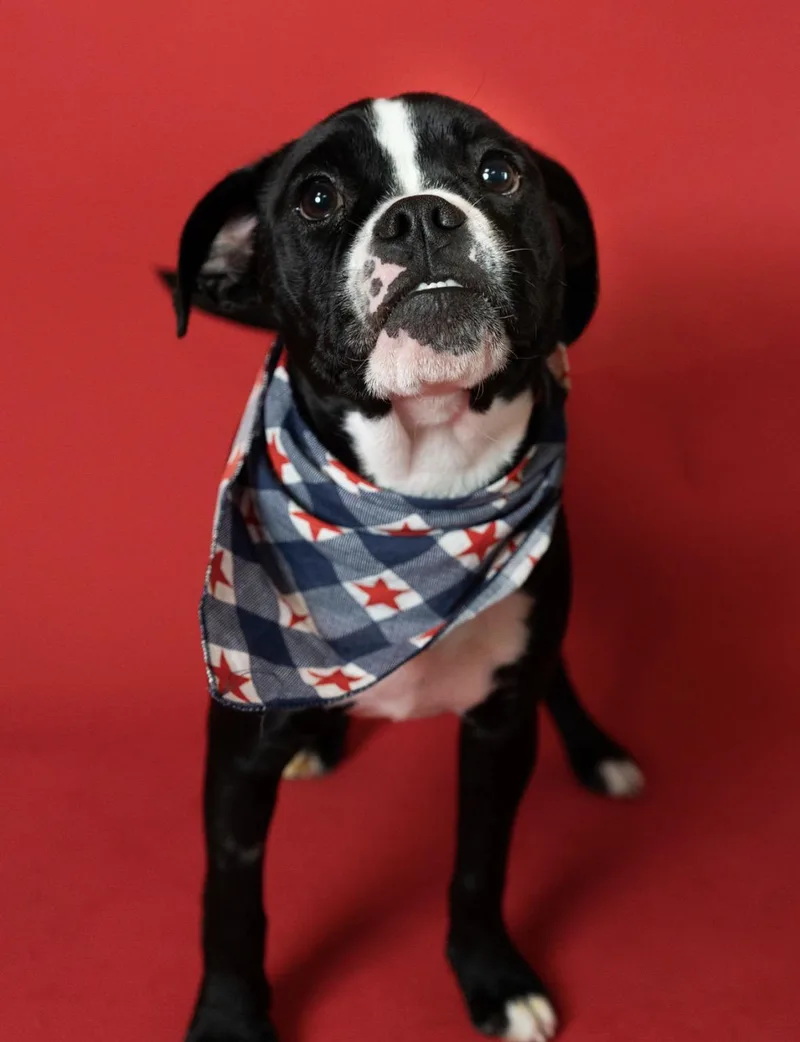 A young small-sized female Black Boston Terrier dog named Shay for adoption in Little Falls, MN