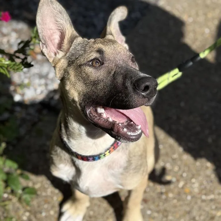 A baby medium-sized male Yellow / Tan / Blond / Fawn German Shepherd Dog dog named Walter for adoption in New Orleans, LA