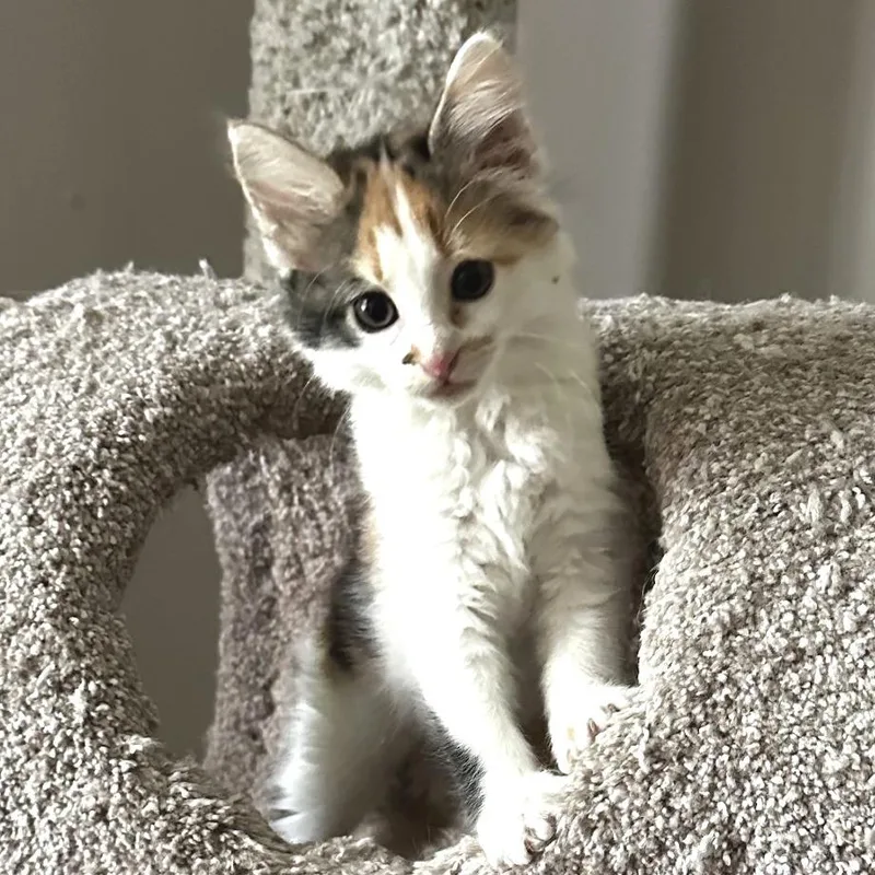 A baby small-sized female Calico Domestic Medium Hair cat named Sophia for adoption in Brownsboro, AL