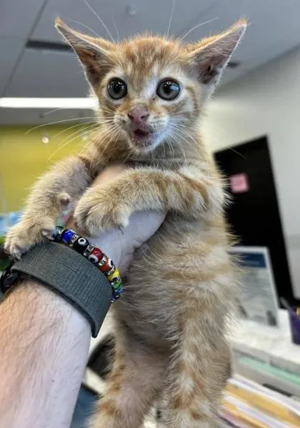 A baby small-sized male Domestic Short Hair cat named Twimb for adoption in Atlanta, GA