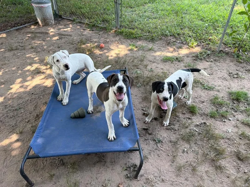 A baby small-sized male Pit Bull Terrier dog named Casper for adoption in Port Jervis, NY