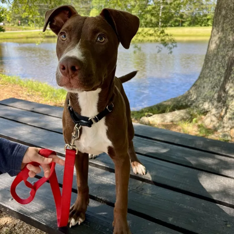 Captain America thumbnail 3