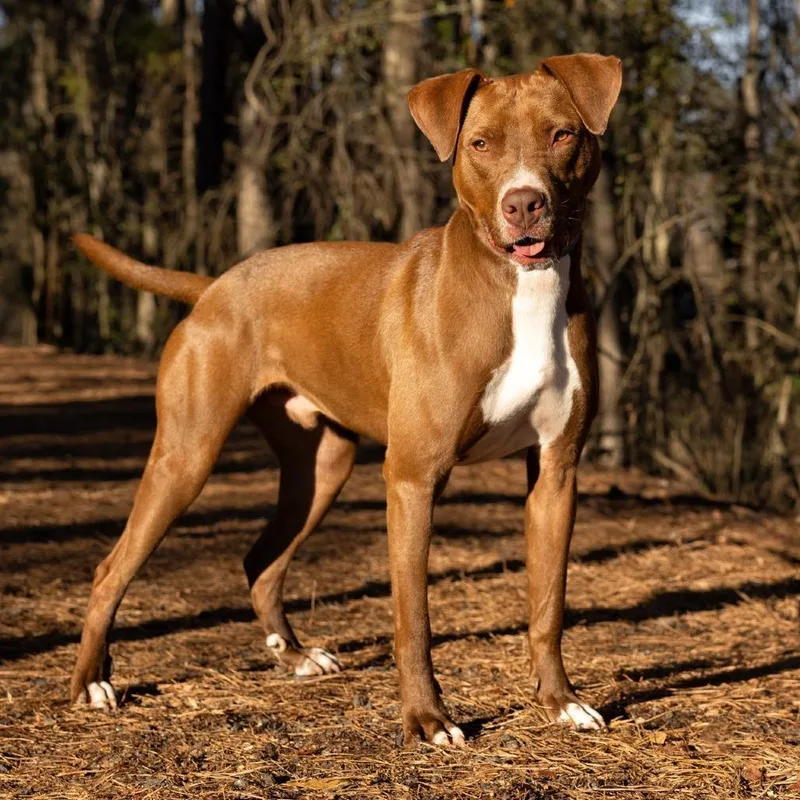 Captain America thumbnail 4