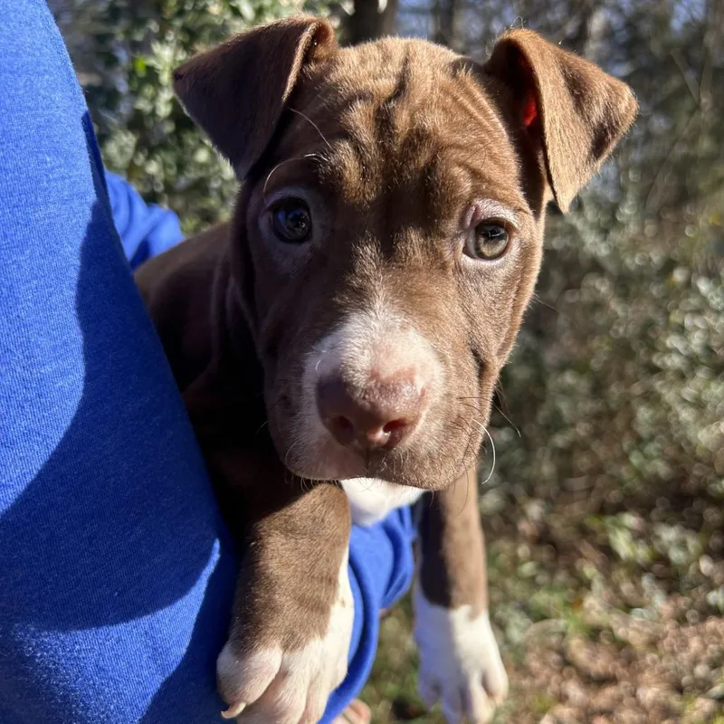 Captain America thumbnail 5