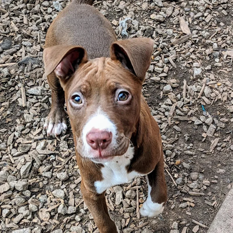 Captain America thumbnail 6