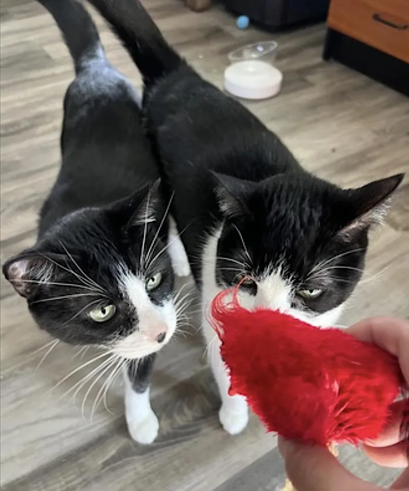 An adult large-sized male Black & White / Tuxedo Domestic Short Hair cat named Bruddah and Crybaby for adoption in Amherst, MA