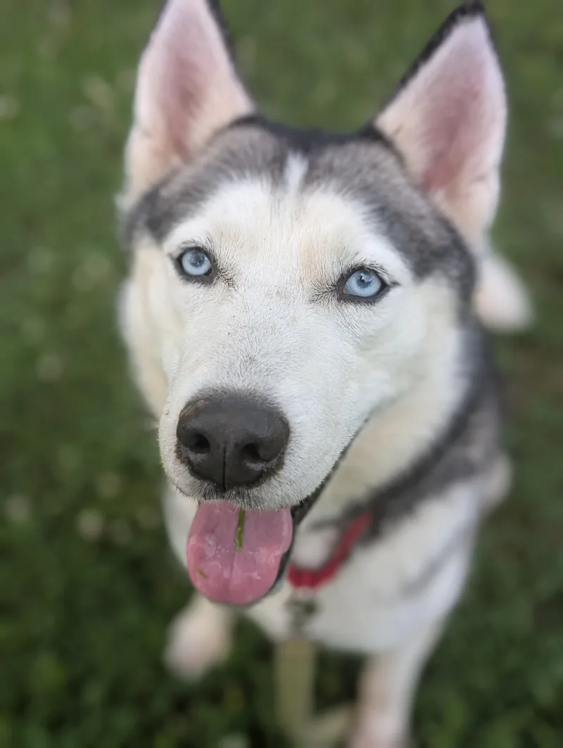 An adult medium-sized male Black Siberian Husky dog named Tikaani for adoption in Mansfield Center, CT