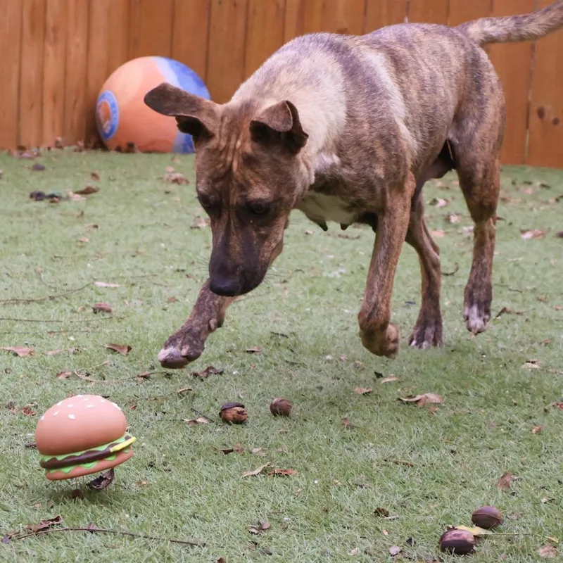 An adult medium-sized female Plott Hound dog named Daisy JuM for adoption in Austin, TX