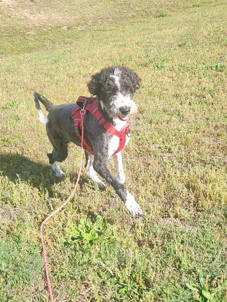 An adult medium-sized female Tricolor (Brown, Black, & White) Labrador Retriever dog named Harley for adoption in Lexington, TN