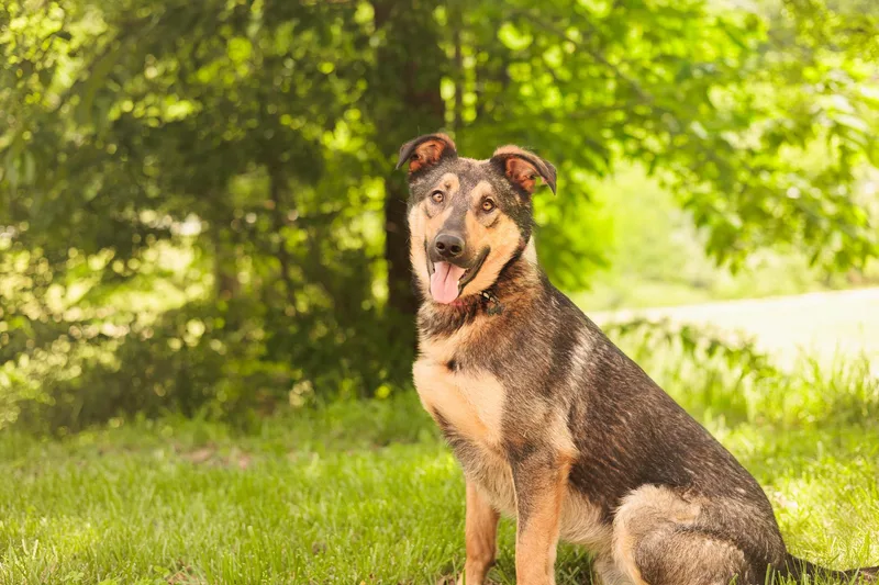 A young medium-sized female Black German Shepherd Dog dog named Ash Transport for adoption in Gradyville, KY