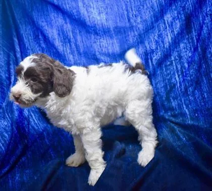 An adult small-sized female Poodle dog named Coco Chanel for adoption in Gainesville, FL