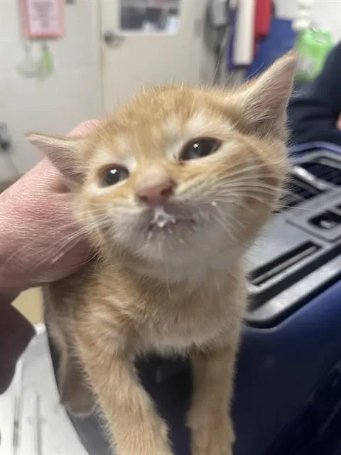 A baby small-sized male Domestic Short Hair cat named Harry Potter for adoption in Easton, MD