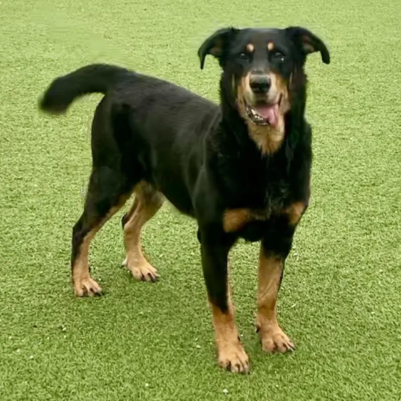 General Lee thumbnail 2