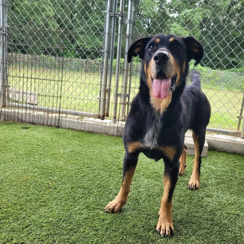 General Lee thumbnail 4