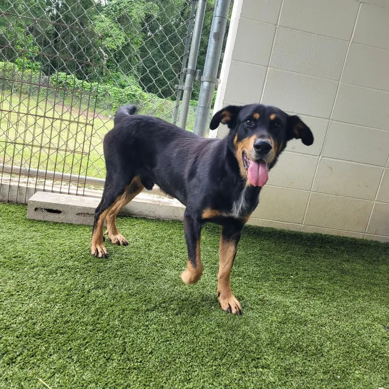 General Lee thumbnail 5