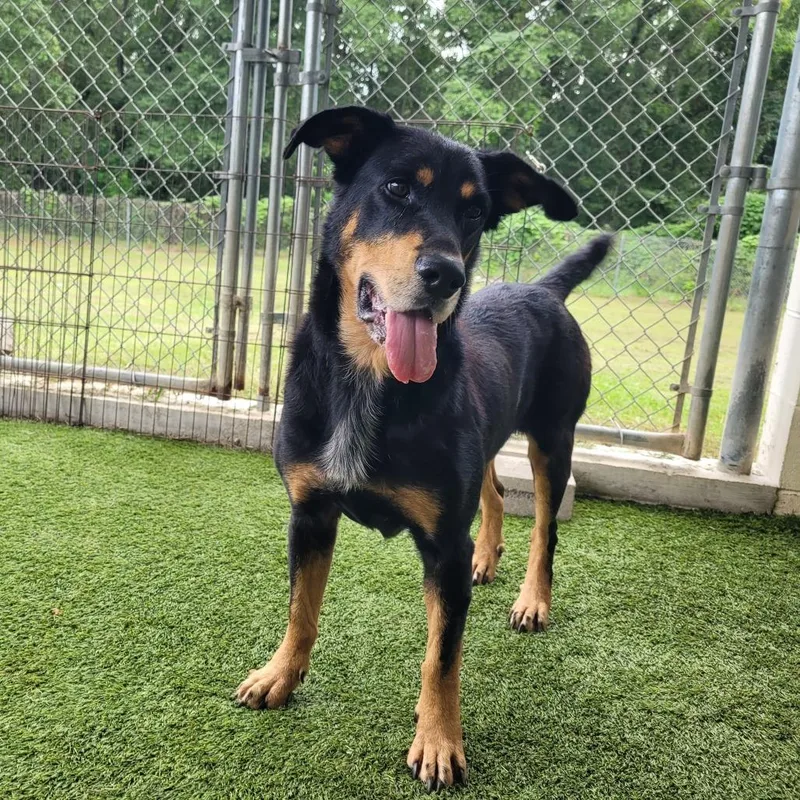 General Lee thumbnail 6