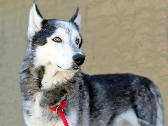 A young large-sized male Siberian Husky dog named Loki for adoption in Tucson, AZ