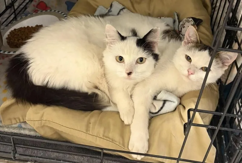 A baby small-sized female Black & White / Tuxedo Domestic Medium Hair cat named Passat for adoption in Fremont, NE