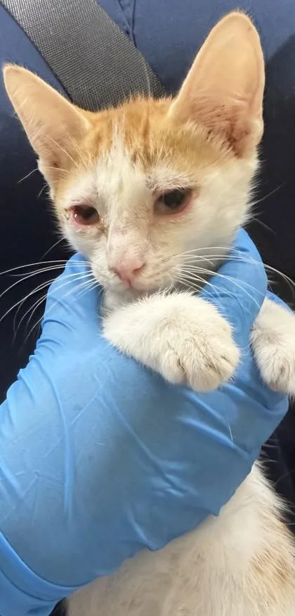 A baby small-sized male Domestic Short Hair cat named Cheeto for adoption in Honolulu, HI