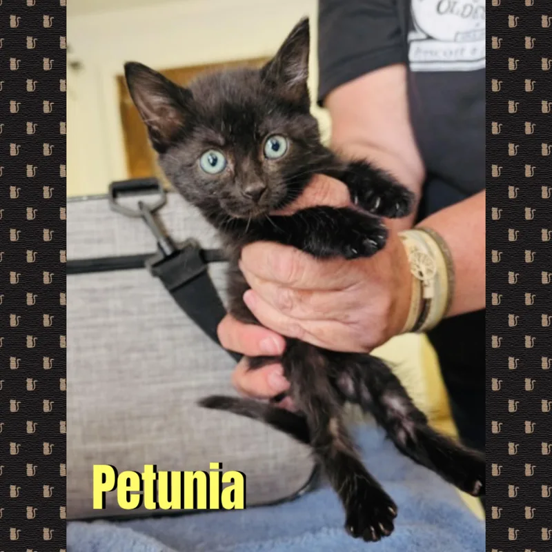 A baby medium-sized female Black & White / Tuxedo Domestic Medium Hair cat named Petunia for adoption in Red Lodge, MT