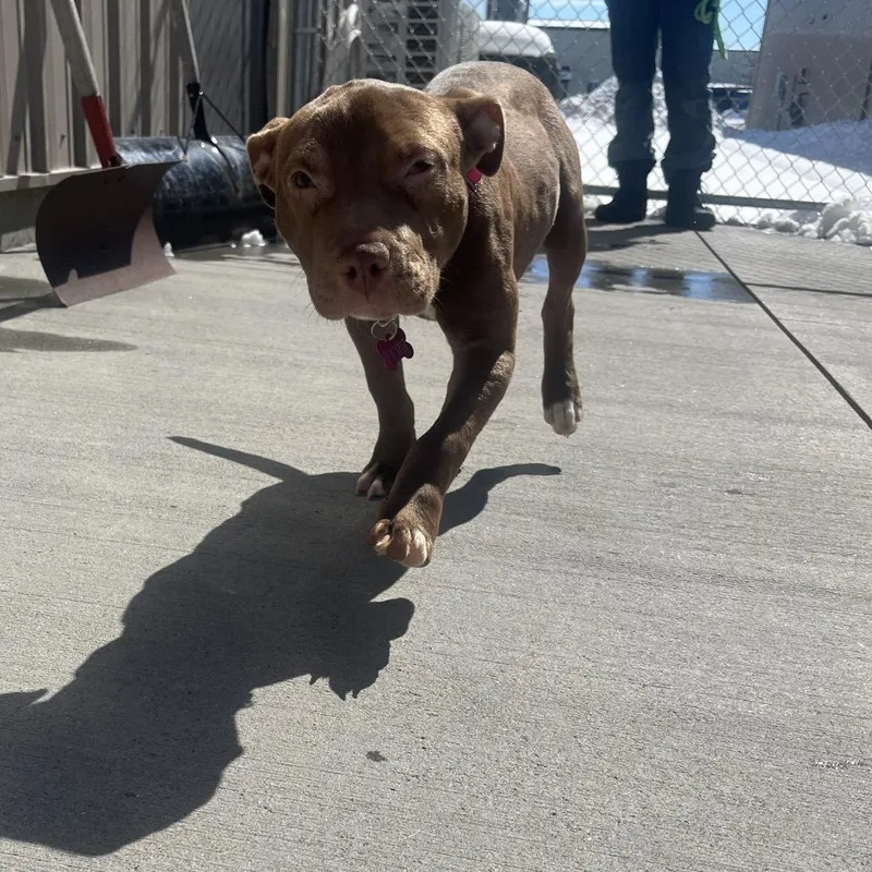 A young medium-sized female Brown / Chocolate Mixed Breed dog named Larissa for adoption in Bismarck, ND