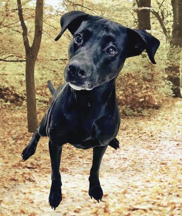 A young medium-sized male Labrador Retriever dog named Luther for adoption in Westfield, NY