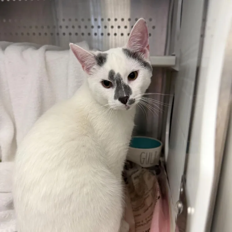 An adult medium-sized male White Domestic Short Hair cat named Borka for adoption in Pittsburgh, PA