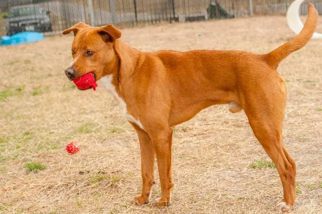 A senior medium-sized male Labrador Retriever dog named Major Chip Hazard for adoption in New Braunfels, TX