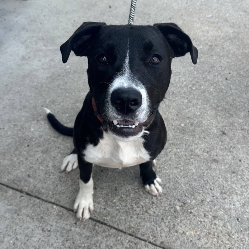 A young medium-sized male Black Mixed Breed dog named Rocket K for adoption in Union, MO