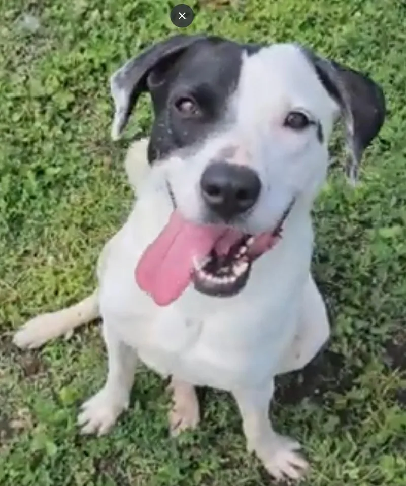 A young medium-sized female White / Cream English Pointer dog named Stella for adoption in Dyer, IN