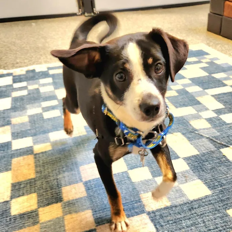 Jellybean thumbnail 3