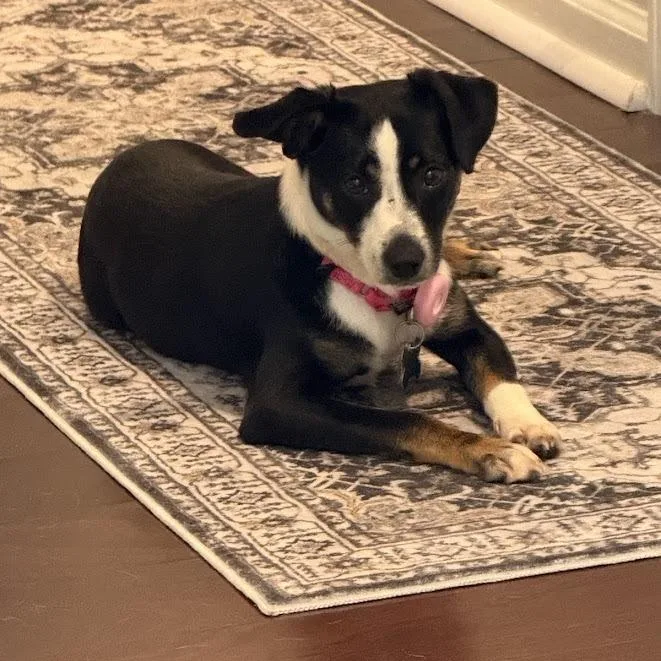 Jellybean thumbnail 4