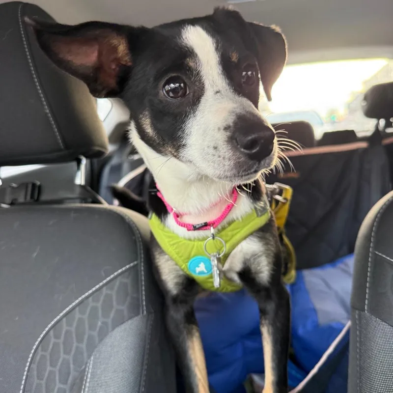 Jellybean thumbnail 5