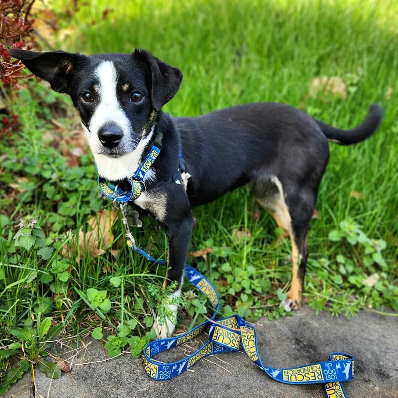 Jellybean thumbnail 6