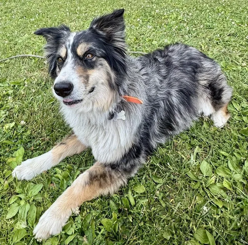 An adult small-sized female Australian Terrier dog named Paprika for adoption in Richboro, PA