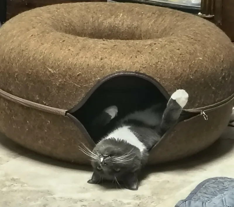 A young medium-sized female Gray / Blue / Silver Domestic Short Hair cat named Jade for adoption in Greensburg, PA