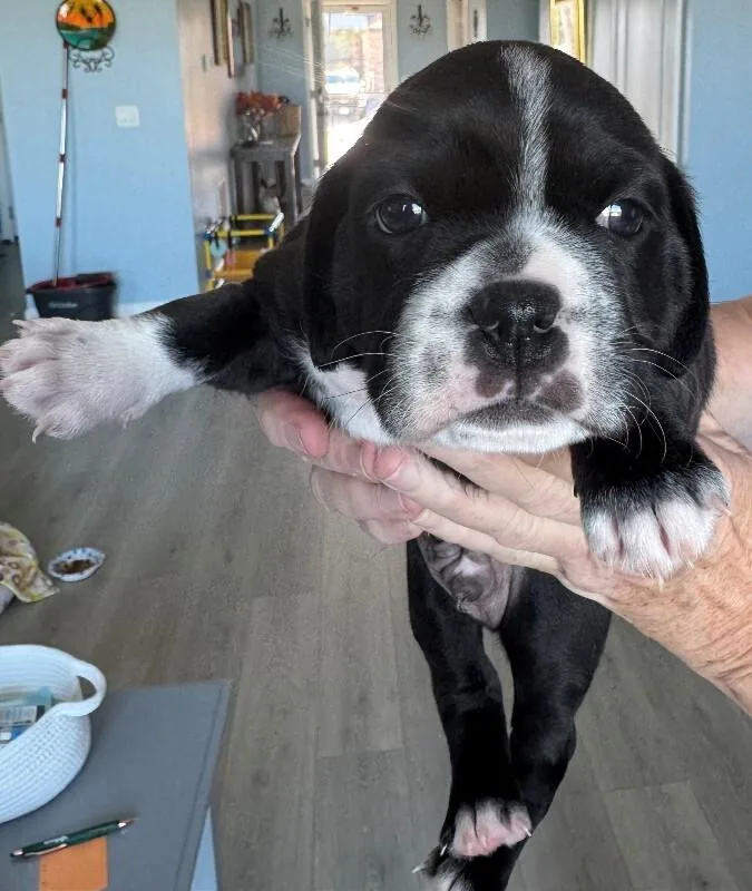 A baby medium-sized male Pug dog named Spice for adoption in Windsor, CO