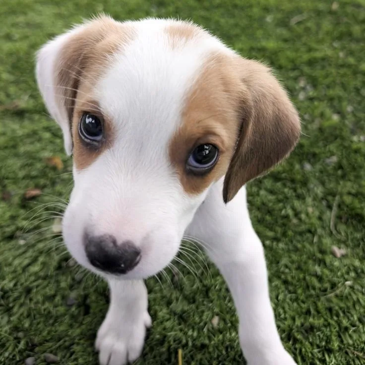 Yogi