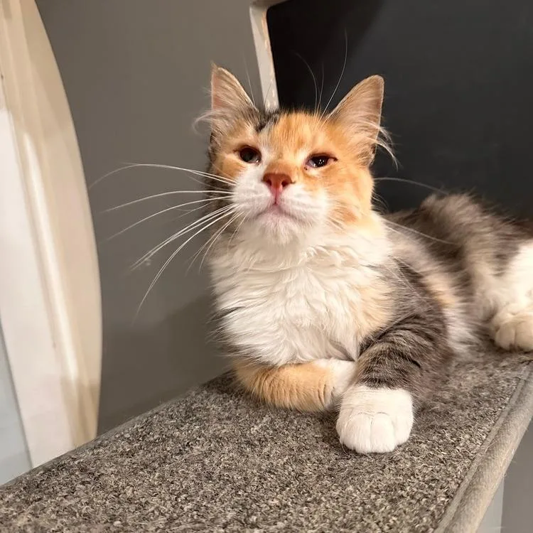 A young small-sized female Domestic Long Hair cat named Suki for adoption in Greensburg, PA