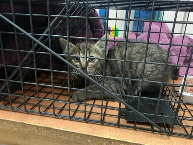 A baby small-sized male Domestic Short Hair cat named Audi for adoption in San Jose, CA