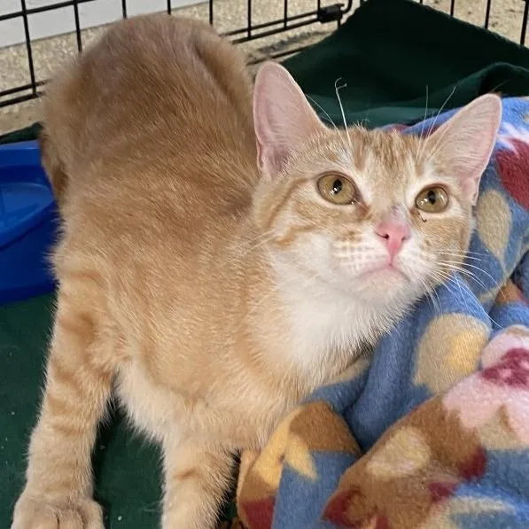 A young small-sized female Orange / Red Domestic Short Hair cat named Mime for adoption in Deerfield, IL