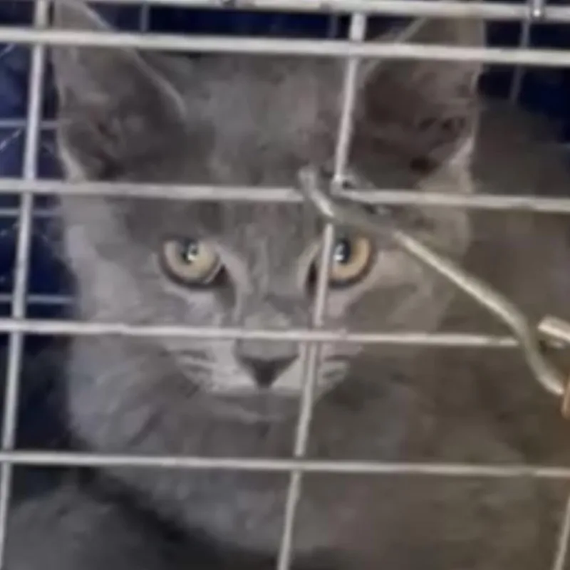 A baby small-sized male Gray / Blue / Silver Domestic Short Hair cat named August for adoption in Brooklyn, NY