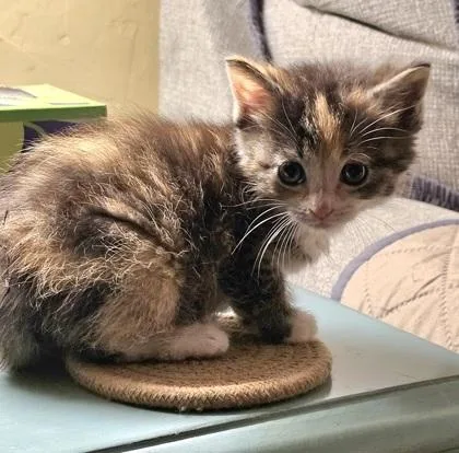 A baby small-sized female Domestic Long Hair cat named Talulah for adoption in Paducah, KY