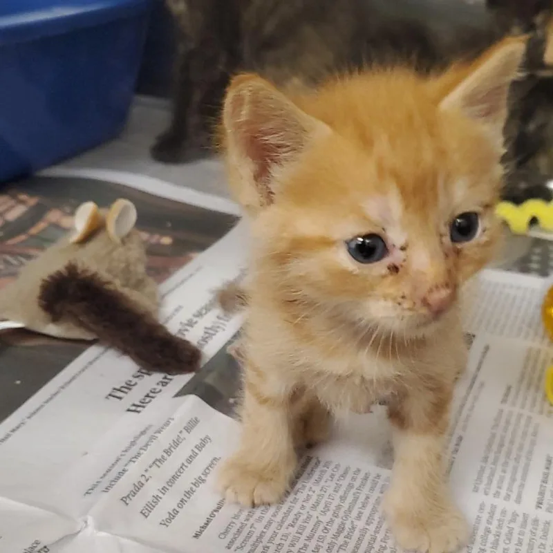 A baby small-sized male Orange / Red Domestic Short Hair cat named Rummy for adoption in Novelty, OH