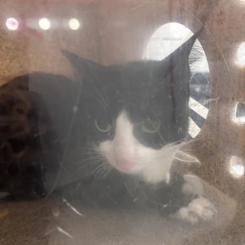An adult medium-sized female Gray / Blue / Silver Domestic Short Hair cat named Estaban for adoption in Philadelphia, PA