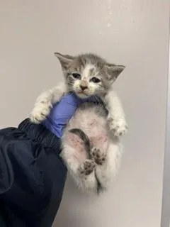 A baby small-sized male Domestic Short Hair cat named Flufferness for adoption in Miami, FL