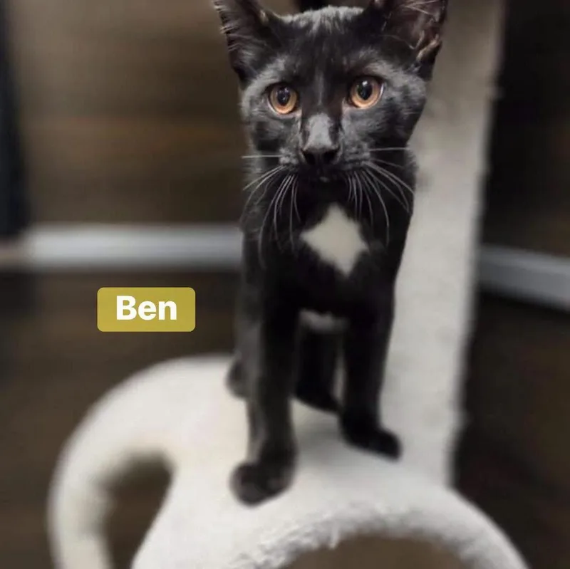 Ben thumbnail 2